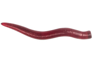 LureMax CURLY WORM 2,5''/3,5cm, LSCL25-019 Blood Red (20 pcs.)